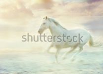 Фотообои Бегущий белый конь