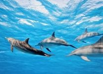 Фотообои Дельфины
