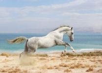 Фотообои Резвая лошадка